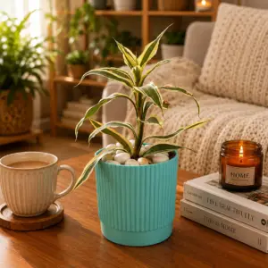 Dracena Bamboo