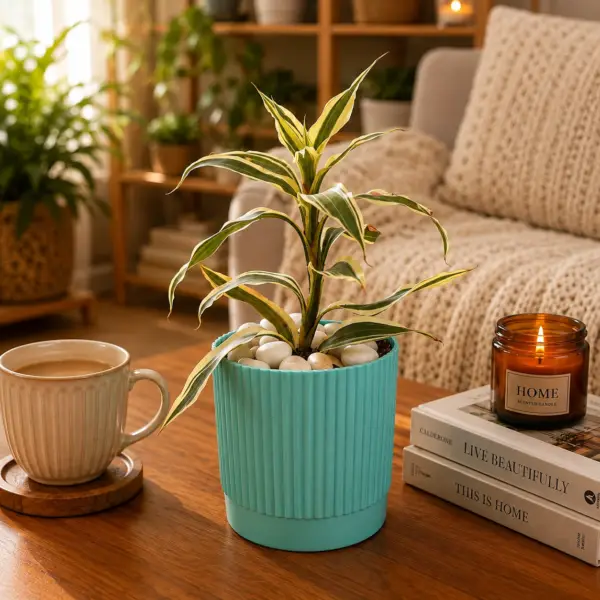 078dc0f8-b09d-45b2-baa1-e2a6025845df Dracena Bamboo