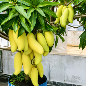08610b8f-0dc9-4642-8fb0-13aa36a0dad6 Thai Banana Mango
