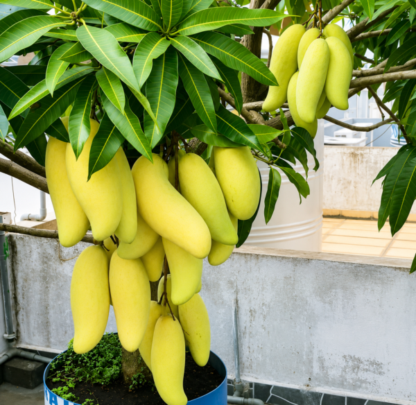 Thai Banana Mango