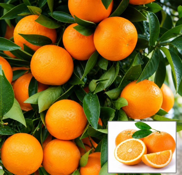 Kinnow Orange