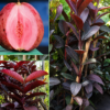 Red guava
