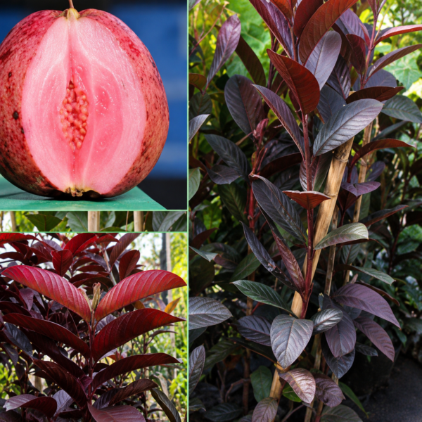 Red guava