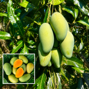 1ef8bde4-9ac3-44a9-8973-6483100cc6b7 Amrapali Mango