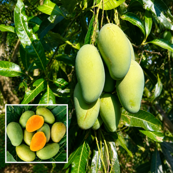 Amrapali Mango