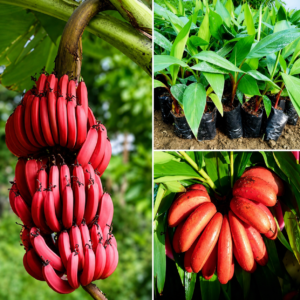 1fe108f4-5ee5-4d62-9b91-c83992c47764 Red Banana