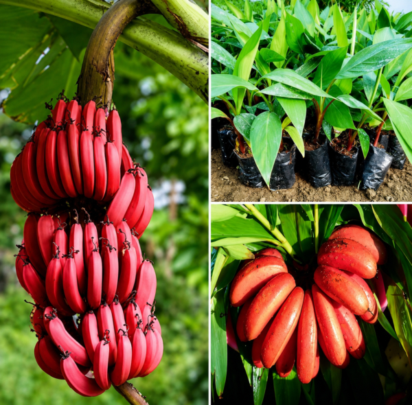 Red Banana
