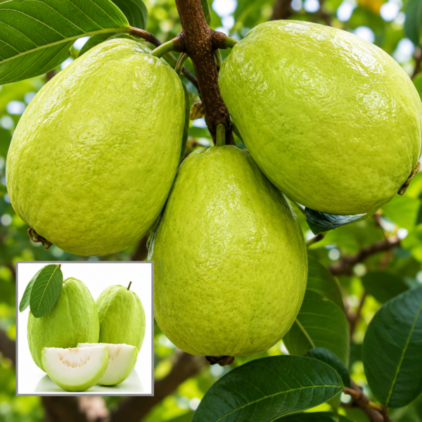 28c0ce78-2802-403c-9137-4243bcee5cb9-1 Thai 7 Guava