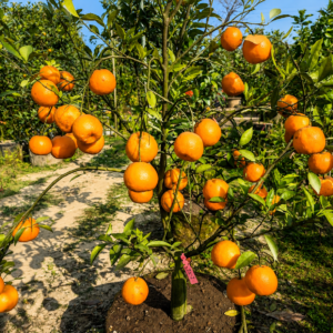 2acdec80-0574-496f-a0a9-103f3a135b7d All time Darjeeling orange