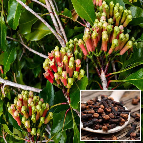 Lavanga plant