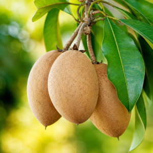All time Thai Kalapatti Chikoo