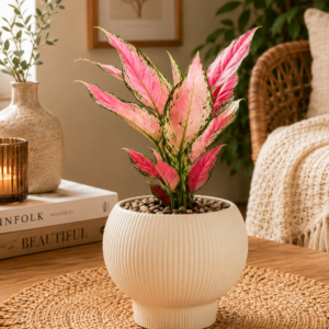AGLAONEMA KATRINA