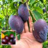 Black Kasturi Mango