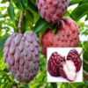 Red Custard Apple
