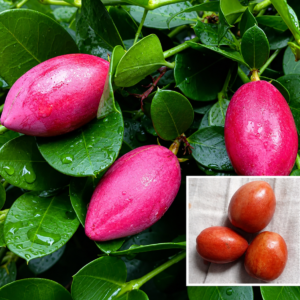 Thai Sweet Karonda