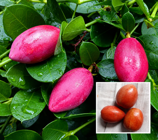 Thai Sweet Karonda