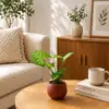 Syngonium plant