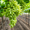 Anushka green grapes