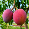 Tommy Atkins Mango