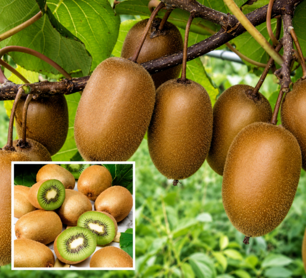 Kiwi