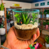 Mini Terrarium Pot