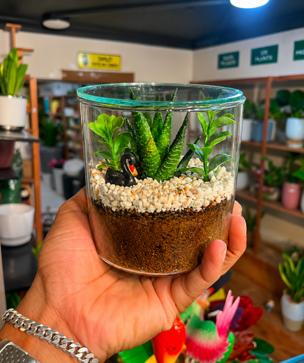 Mini Terrarium Pot