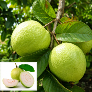7add2273-33dc-452e-aee5-e523842ac99c Allahabad Guava