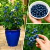 Blueberry plant