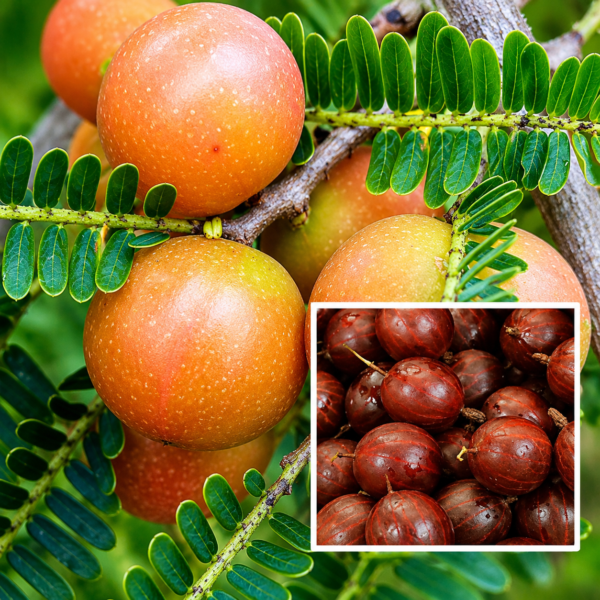 Thai Red Amla
