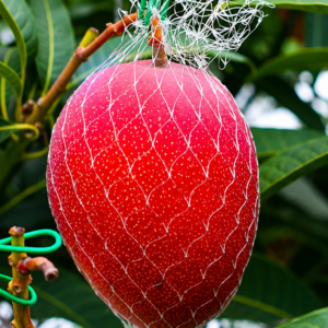 bb501898-03fd-4029-9744-ad76ce9ba030 miyazaki mango