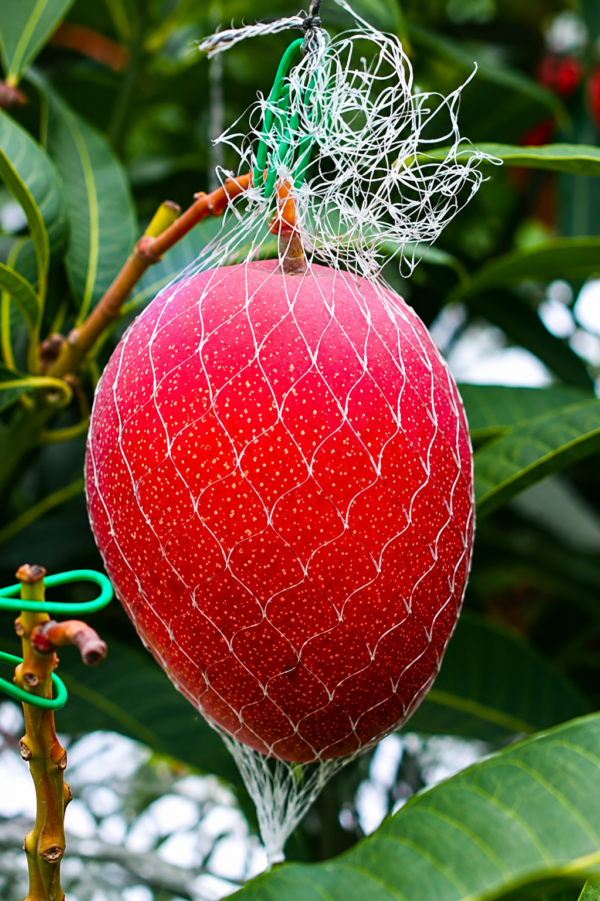 miyazaki mango