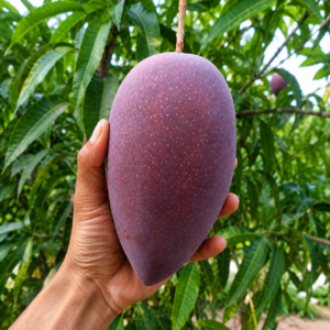 Thai king of Chicago mango