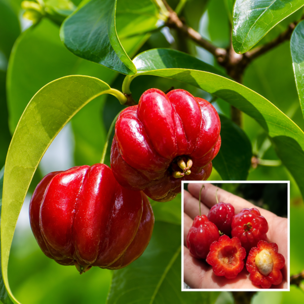 Red Surinam Cherry