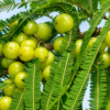 Green Amla