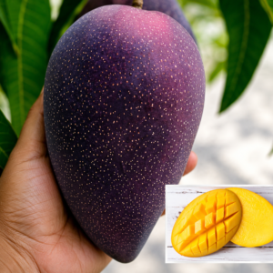ddd750cd-fc19-42a4-811a-e8975c5922bf-4 Bn 7 Mango