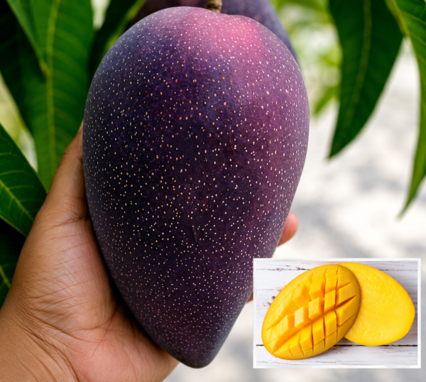 Bn 7 Mango