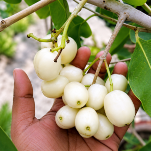Thai White Jamun
