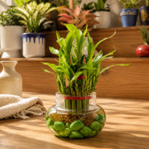 e8144491-31f8-4822-a5ec-2aa4b2cf3ea7 Lucky bamboo