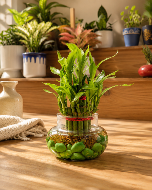 Lucky bamboo