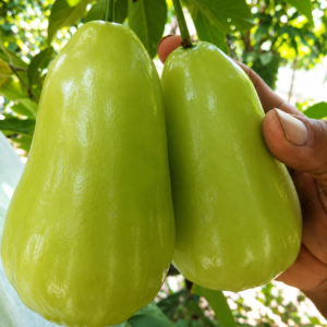 Thai Green Water Apple