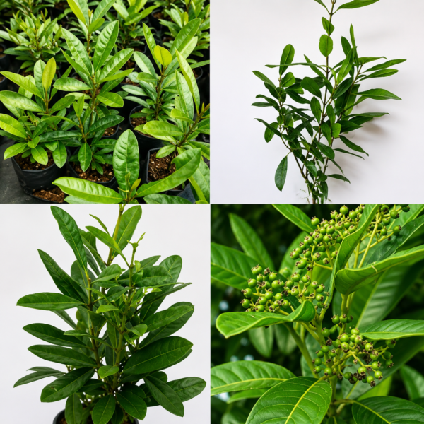 All Spice Plant