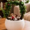 Jade Gate Plant