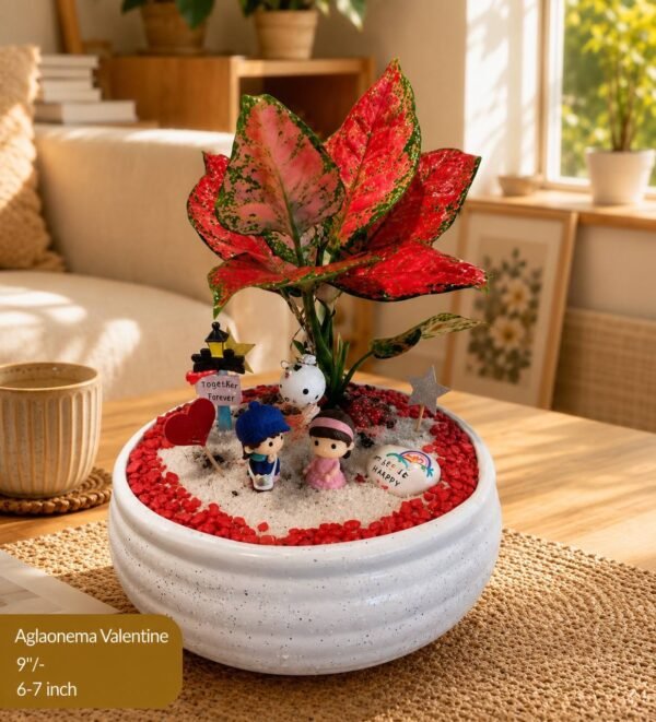 Aglaonema ‘Valentine’