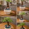 Money Tree