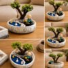 Dwarf Jade Plant