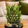 Lucky Bamboo Pyramid