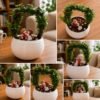 Jade Gate Plant