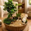 Ficus Ginseng Bonsai