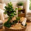 Ficus Ginseng Bonsai